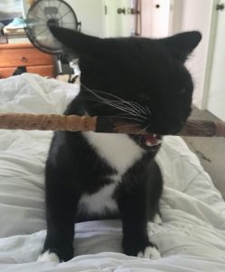 a small black and white cat standing on a bed with a wooden wand in his mouth